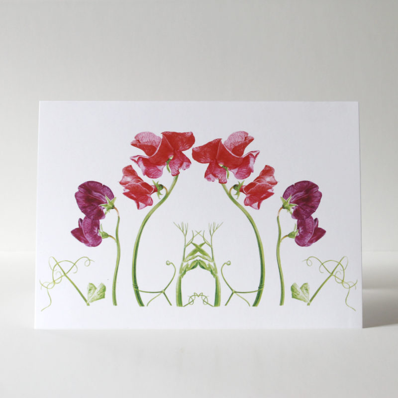 A5 greetings card - reproduced from a botanical watercolour painting, Sweet peas for Anna's mum