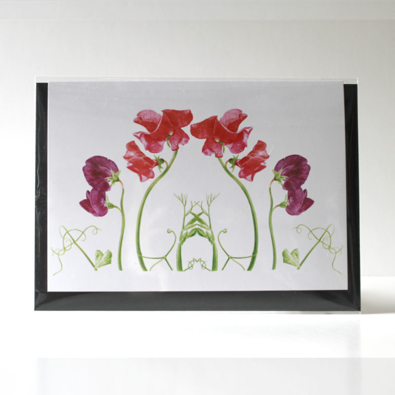 A5 greetings card - reproduced from a botanical watercolour painting, Sweet peas for Anna's mum