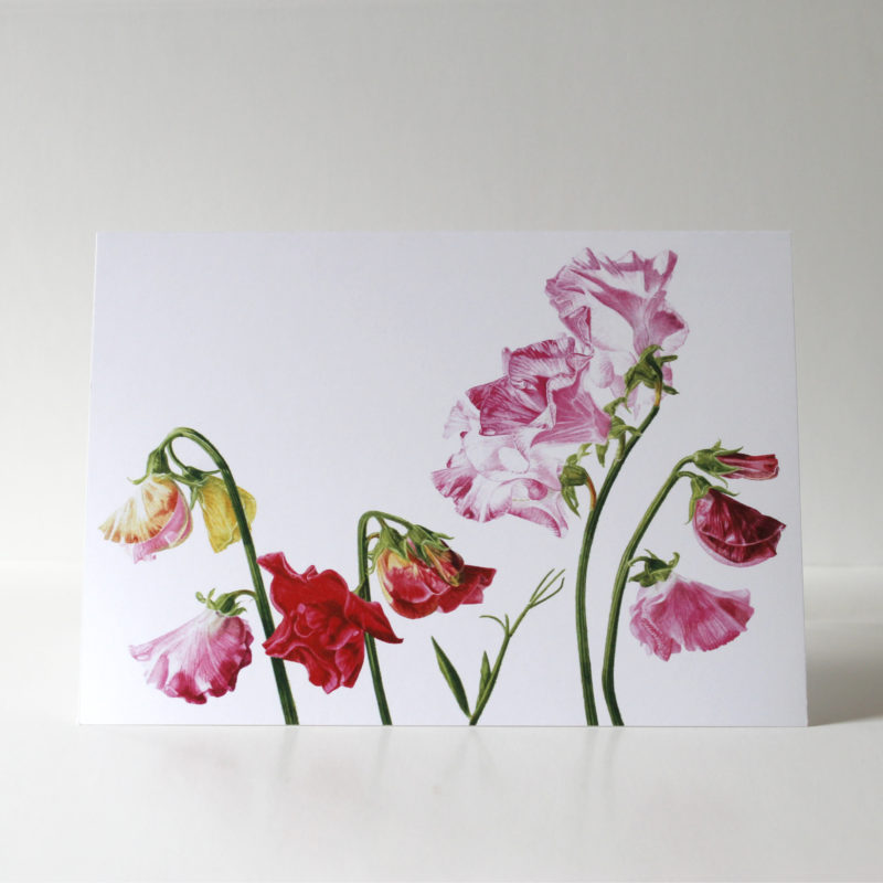 A5 greetings card - reproduced from a botanical watercolour painting, Sweet Peas for Margaret