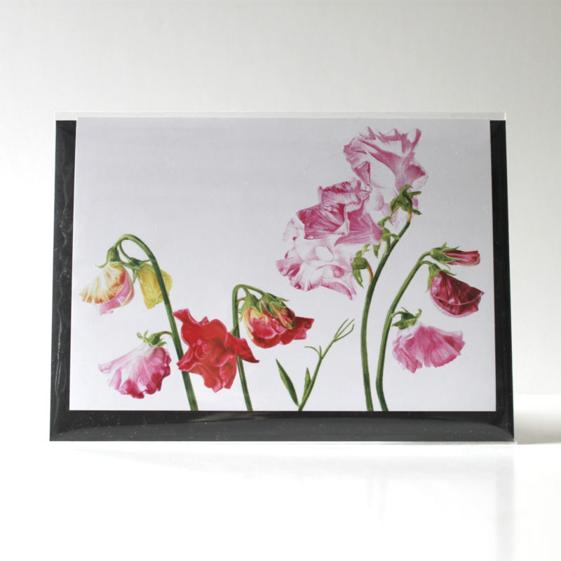 A5 greetings card - reproduced from a botanical watercolour painting, Sweet Peas for Margaret