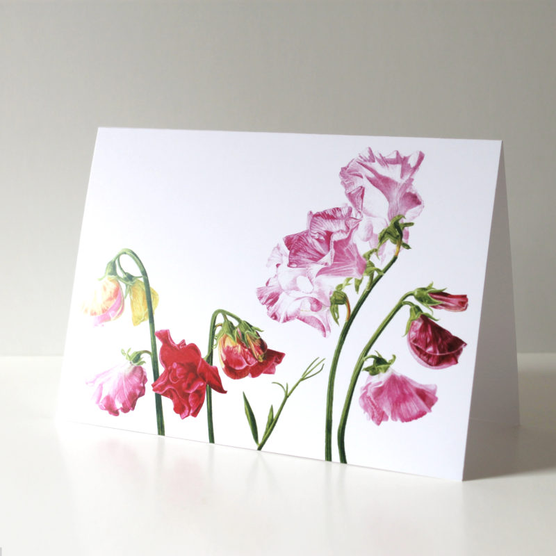 A5 greetings card - reproduced from a botanical watercolour painting, Sweet Peas for Margaret