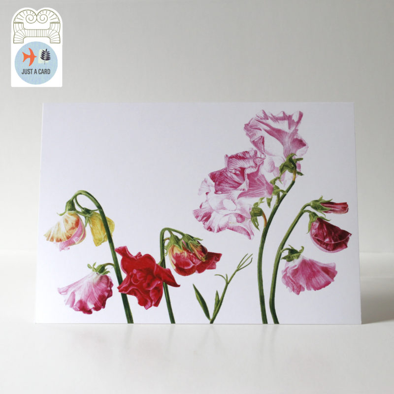 A5 greetings card - reproduced from a botanical watercolour painting, Sweet Peas for Margaret - Just a card