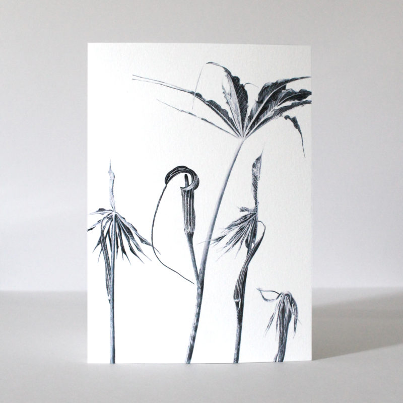 A5 greetings card - reproduced from an ink drawing of Ariseama cilliatum