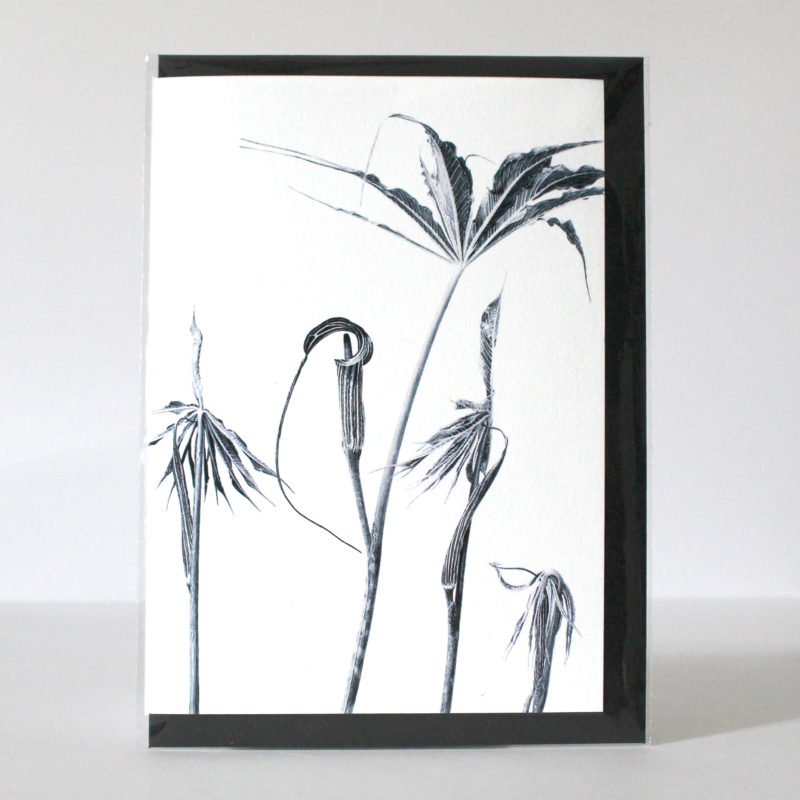 A5 greetings card - reproduced from an ink drawing of Ariseama cilliatum