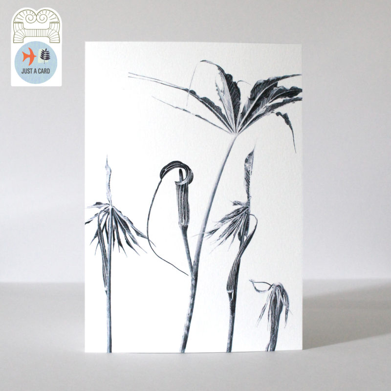 A5 greetings card - reproduced from an ink drawing of Ariseama cilliatum - Just a card