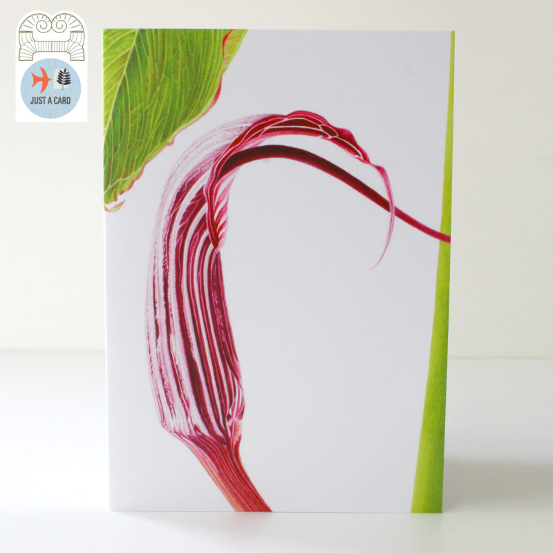 A6 greetings card - reproduced from an watercolour painting of Ariseama costatum - Just a card