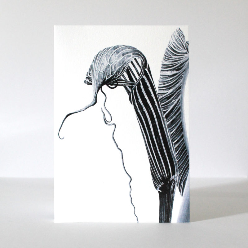 A5 greetings card - reproduced from an ink drawing of Ariseama costatum