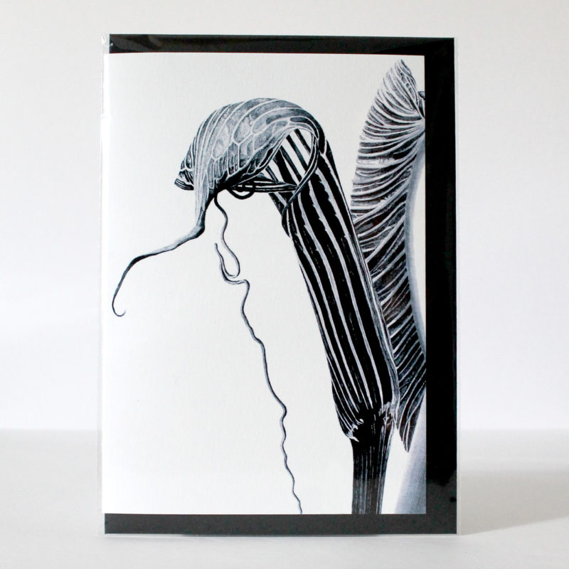 A5 greetings card - reproduced from an ink drawing of Ariseama costatum