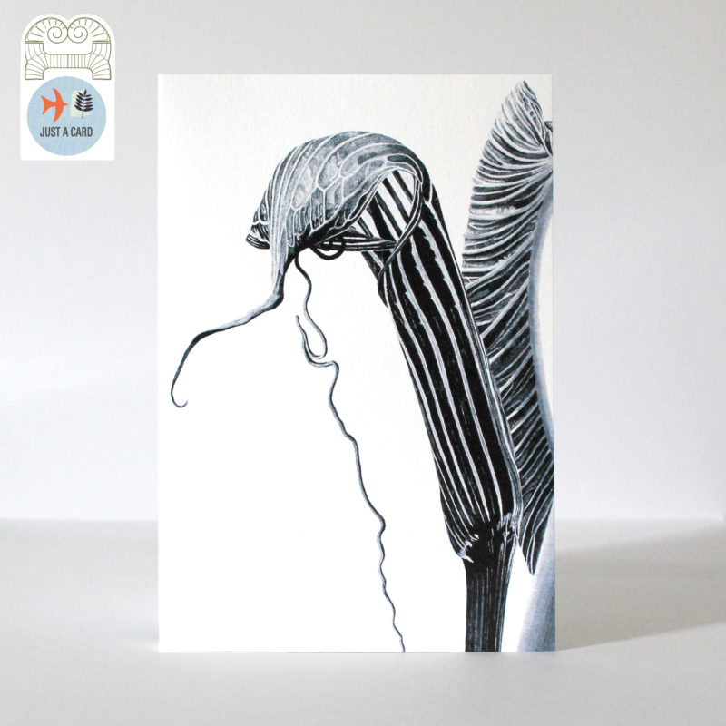 A5 greetings card - reproduced from an ink drawing of Ariseama costatum - Just a card