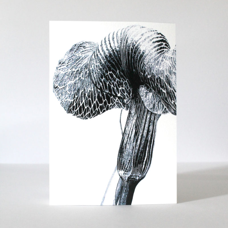 A5 greetings card - reproduced from an ink drawing of Ariseama griffithii var Pradhanii