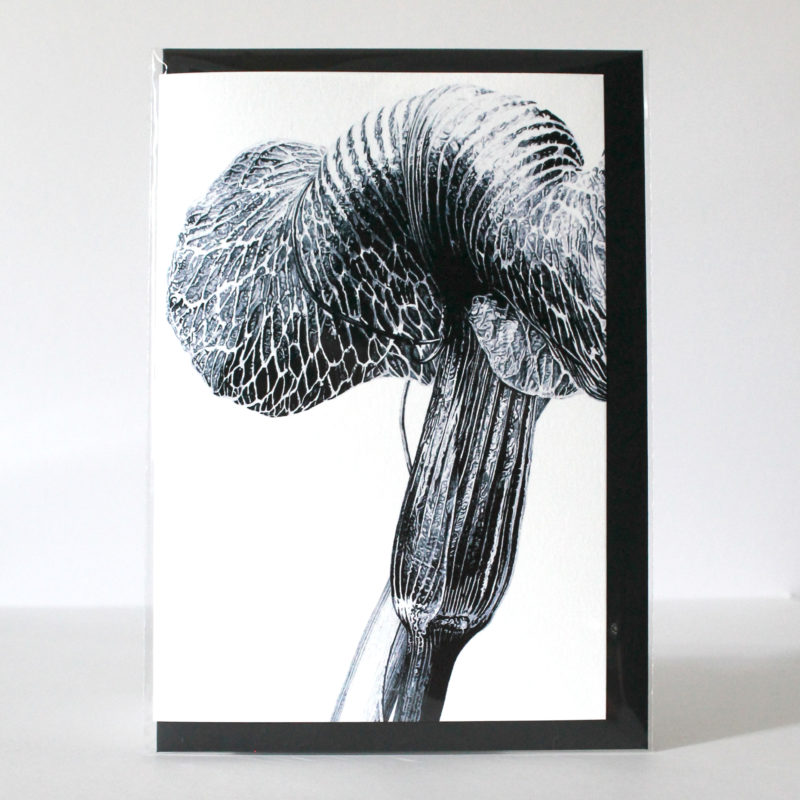 A5 greetings card - reproduced from an ink drawing of Ariseama griffithii var Pradhanii with a black envelope