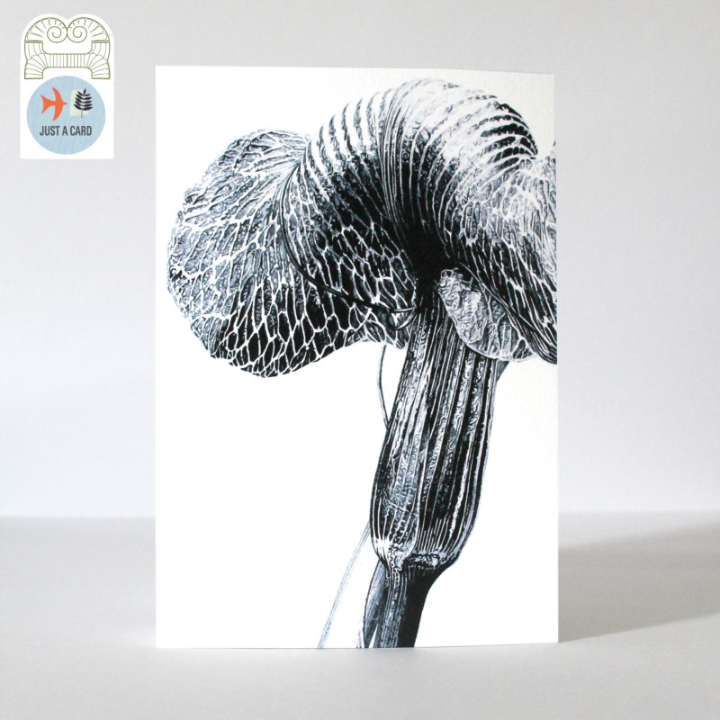A5 greetings card - reproduced from an ink drawing of Ariseama griffithii var Pradhanii - Just a card