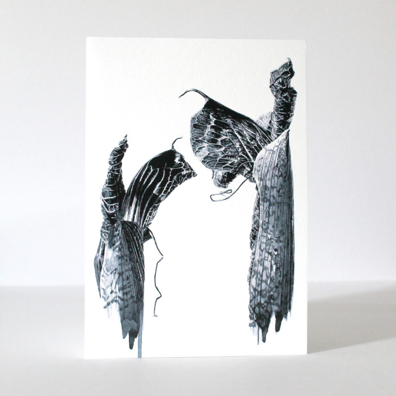 A5 greetings card - reproduced from an ink drawing of Ariseama griffithii older shoots