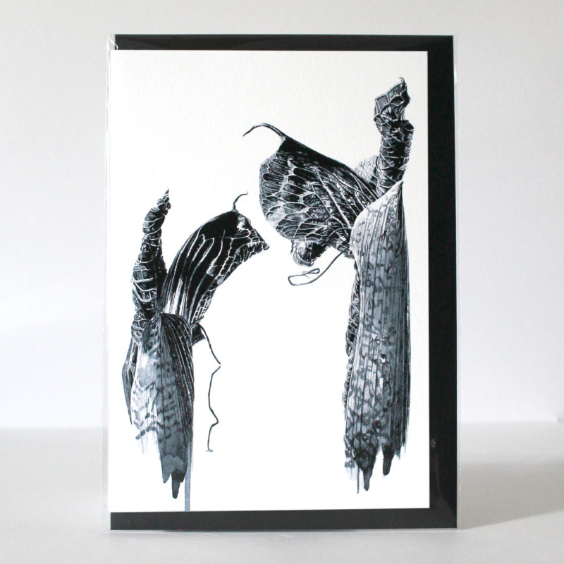 A5 greetings card - reproduced from an ink drawing of Ariseama griffithii older shoots