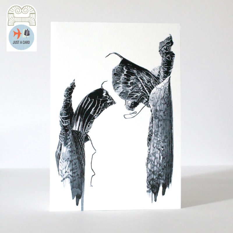 A5 greetings card - reproduced from an ink drawing of Ariseama griffithii older shoots- Just a card