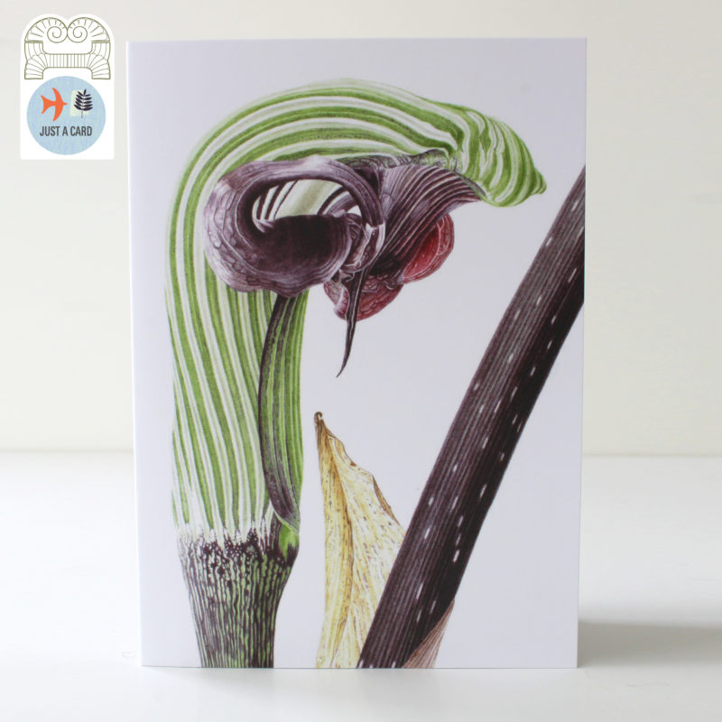 A6 greetings card - reproduced from a botanical watercolour painting, Arisaema ringens - just a card