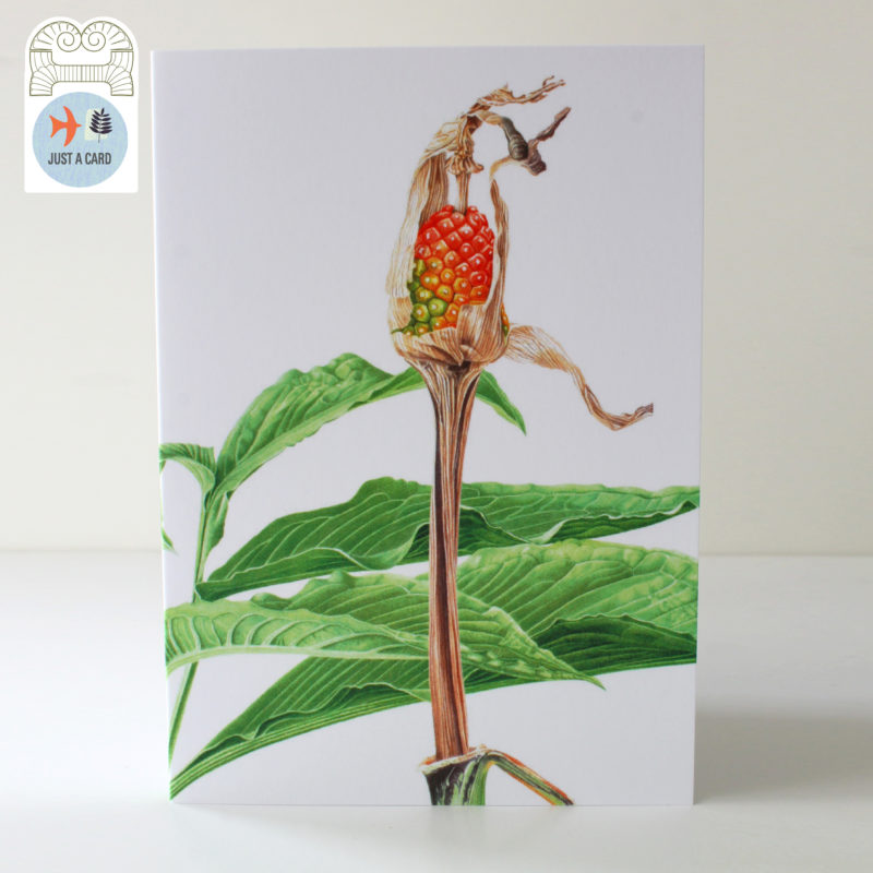 A6 greetings card - reproduced from an watercolour painting of Ariseama serratum - Just a card