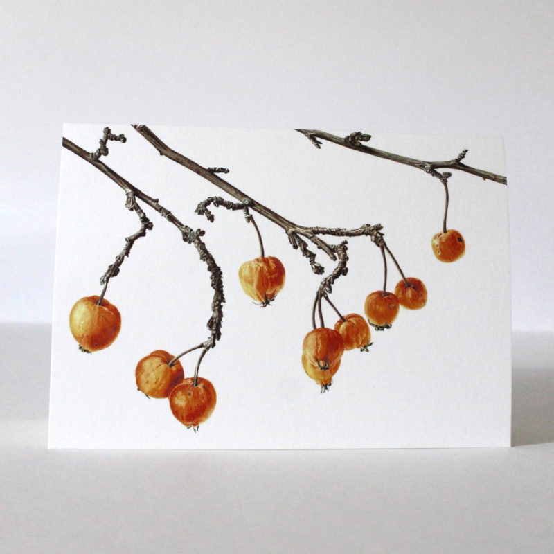 A5 greetings card - reproduced from a botanical watercolour painting, Crab apple of Dalry