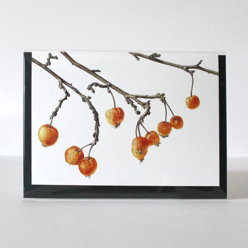A5 greetings card - reproduced from a botanical watercolour painting, Crab apple of Dalry