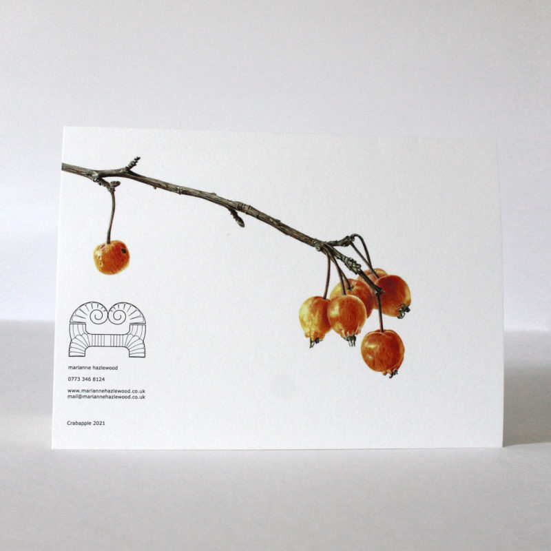 A5 greetings card - reproduced from a botanical watercolour painting, Crab apple of Dalry