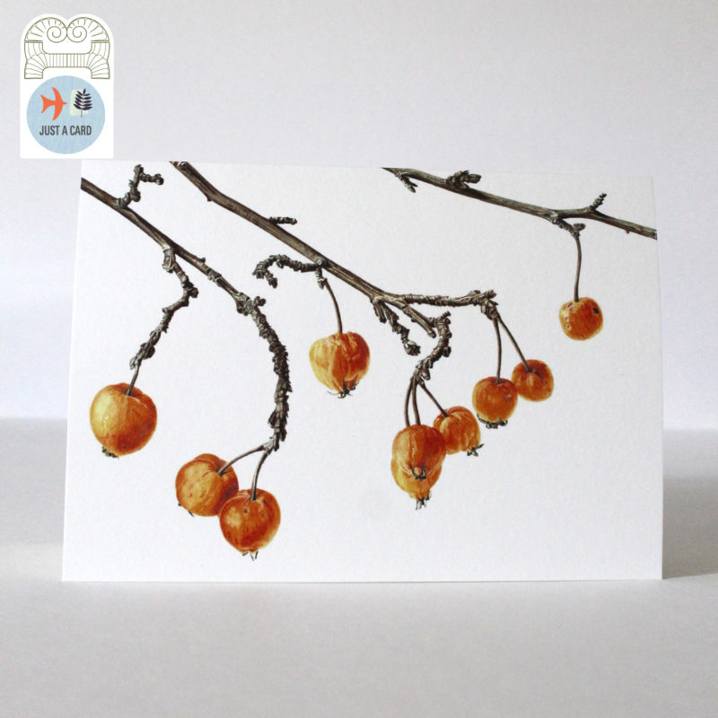 A5 greetings card - reproduced from a botanical watercolour painting, Crab apple of Dalry - Just a card