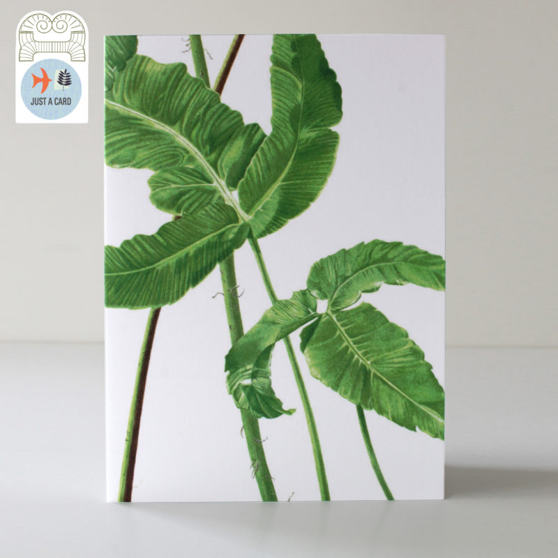 A6 greetings card - reproduced from a botanical watercolour painting, Dryopteris sieboldii, Siebold's fern - Just a card