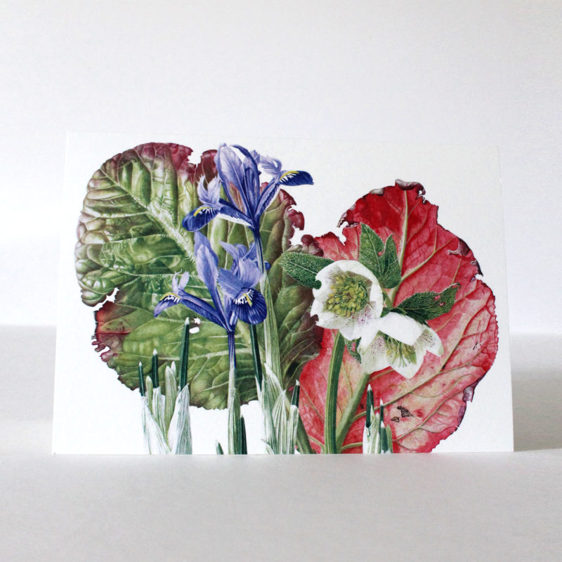 A5 greetings card - reproduced from a botanical watercolour painting, Berginia, Hellebore and Iris