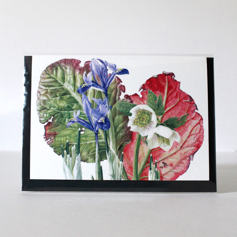 A5 greetings card - reproduced from a botanical watercolour painting, Berginia, Hellebore and Iris