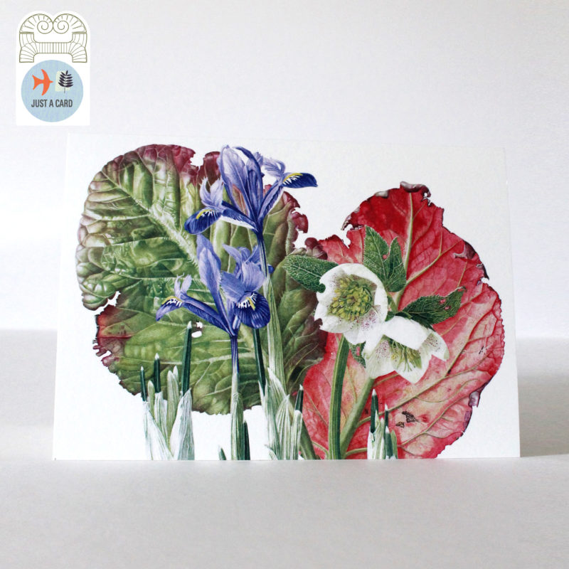 A5 greetings card - reproduced from a botanical watercolour painting, Berginia, Hellebore and Iris - Just a card