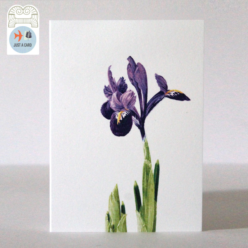 Just a Card Campaign - A6 greetings card - reproduced from a botanical watercolour painting, Alice's Iris