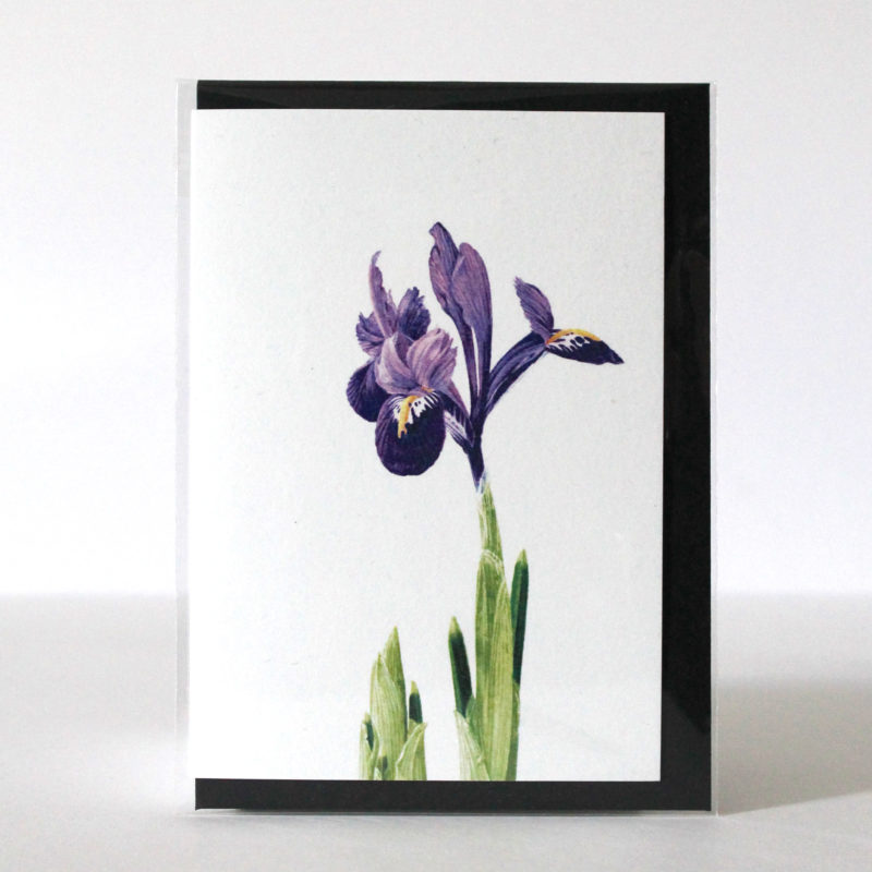 A6 greetings card - reproduced from a botanical watercolour painting, Alice's Iris