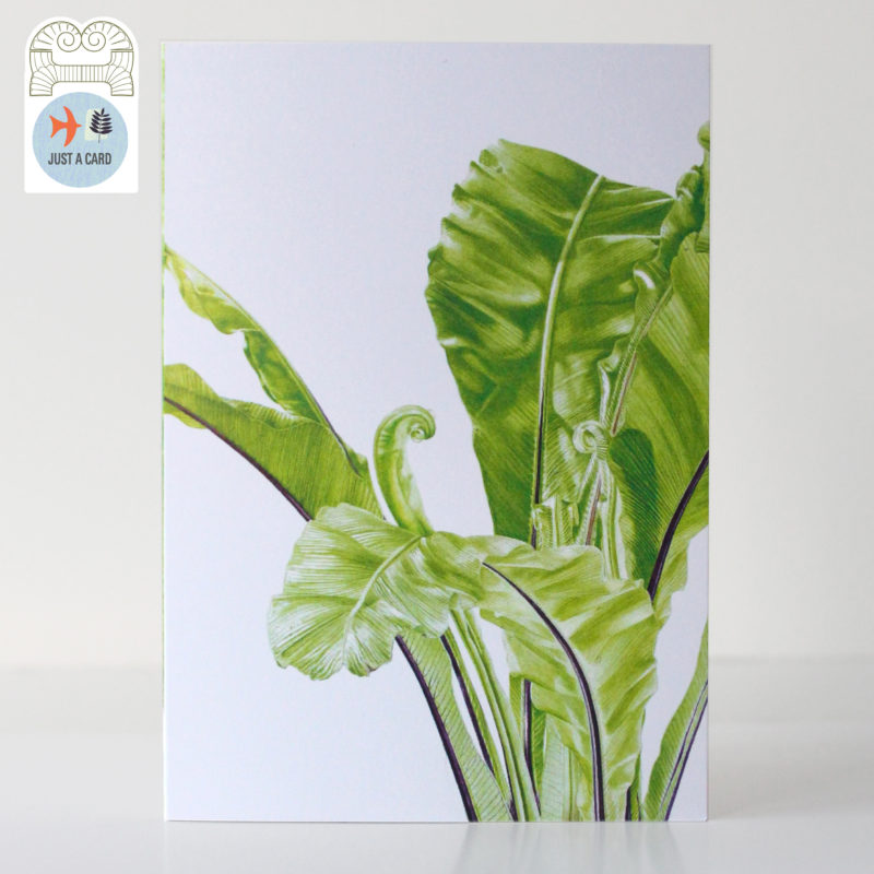 A6 greetings card - reproduced from a botanical watercolour painting, Asplenium nidus - Just a card