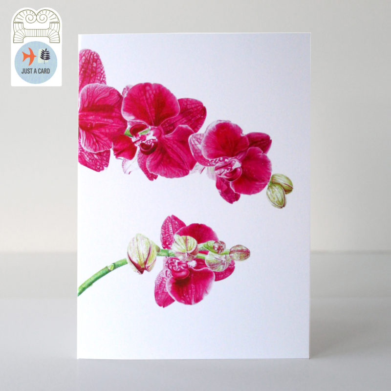 A6 greetings card - reproduced from a botanical watercolour painting, Phalaenopsis moth orchid - Just a card