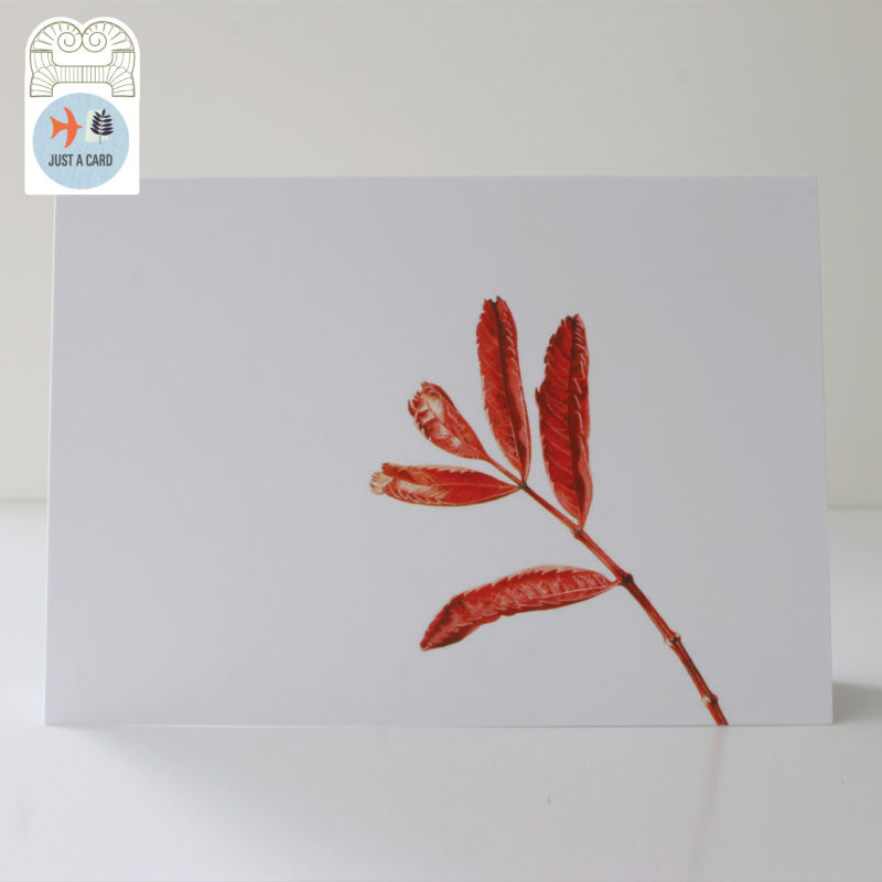A6 greetings card - reproduced from a botanical watercolour painting, Sorbus - Just a card