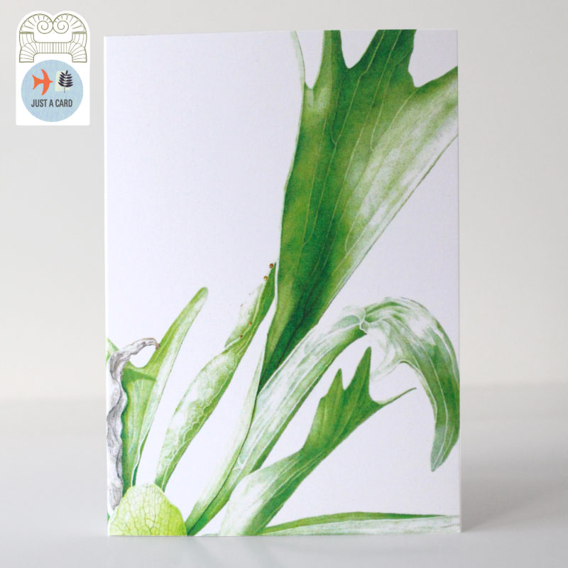 A6 greetings card - reproduced from a botanical watercolour painting, Asplenium nidus - Just a card