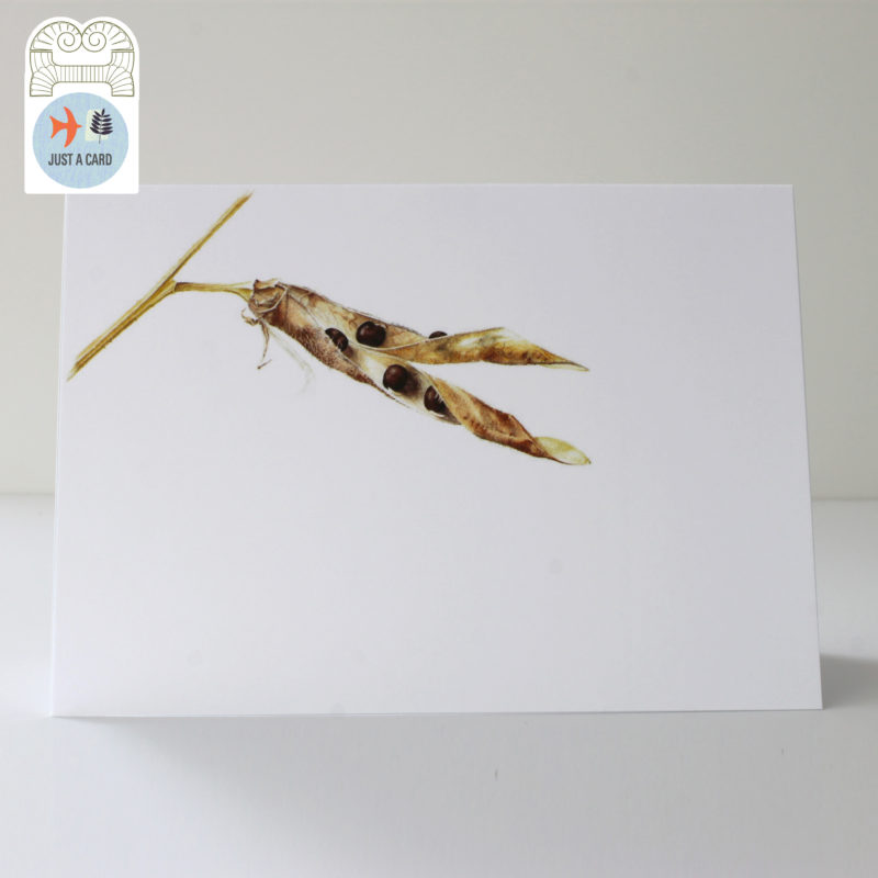 A6 greetings card - reproduced from a botanical watercolour painting, Sweet pea pod - Just a card