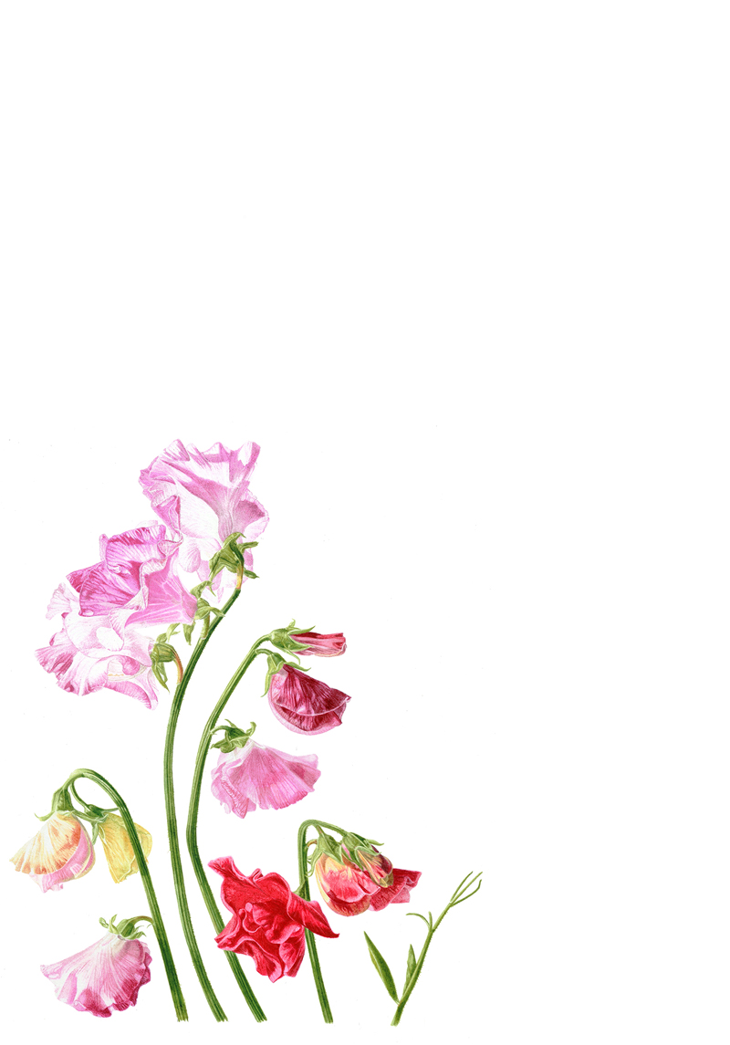Sweet peas for Margaret - limited edition giclee print