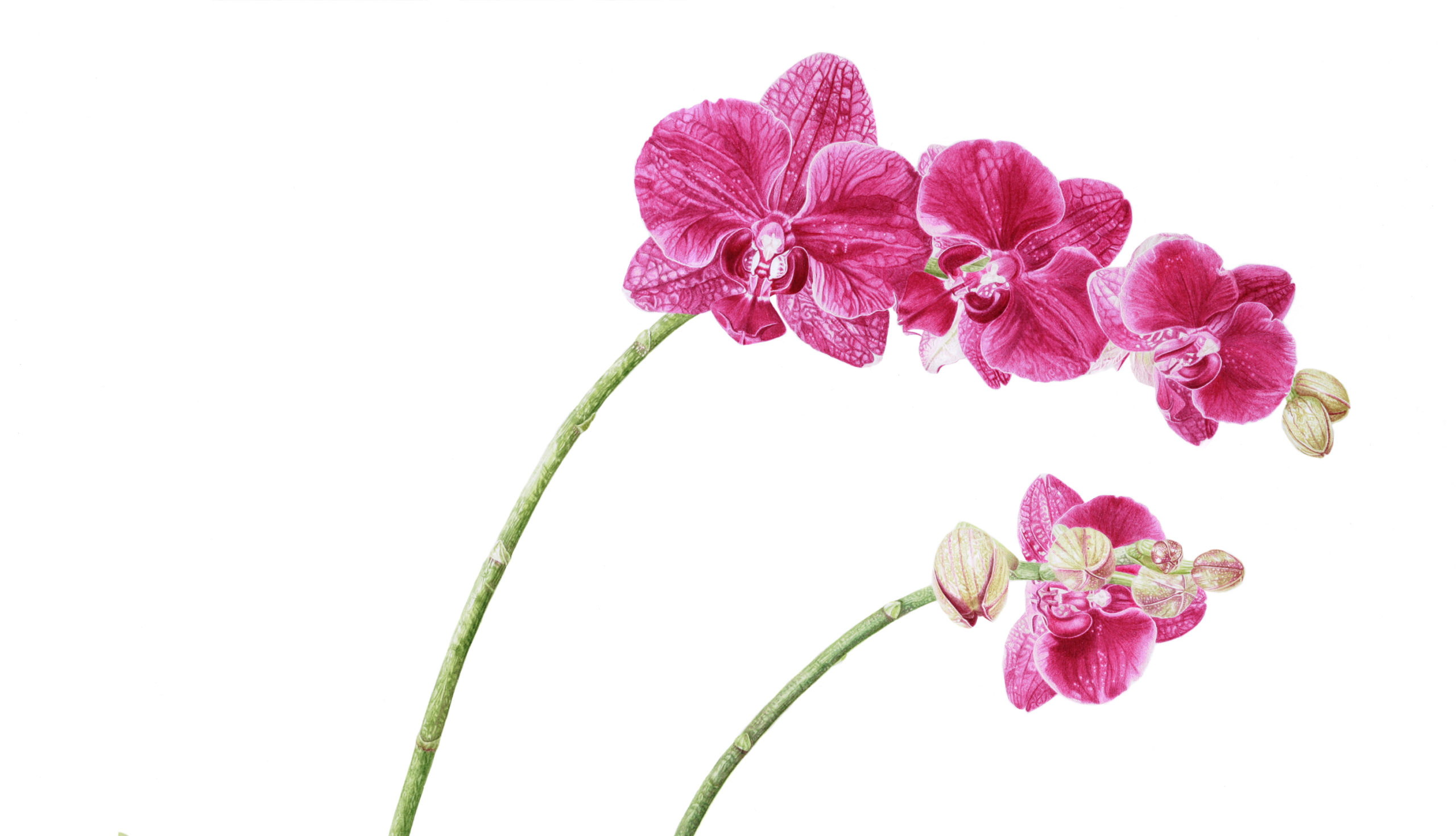 Phalaenopsis, moth orchid - watercolour