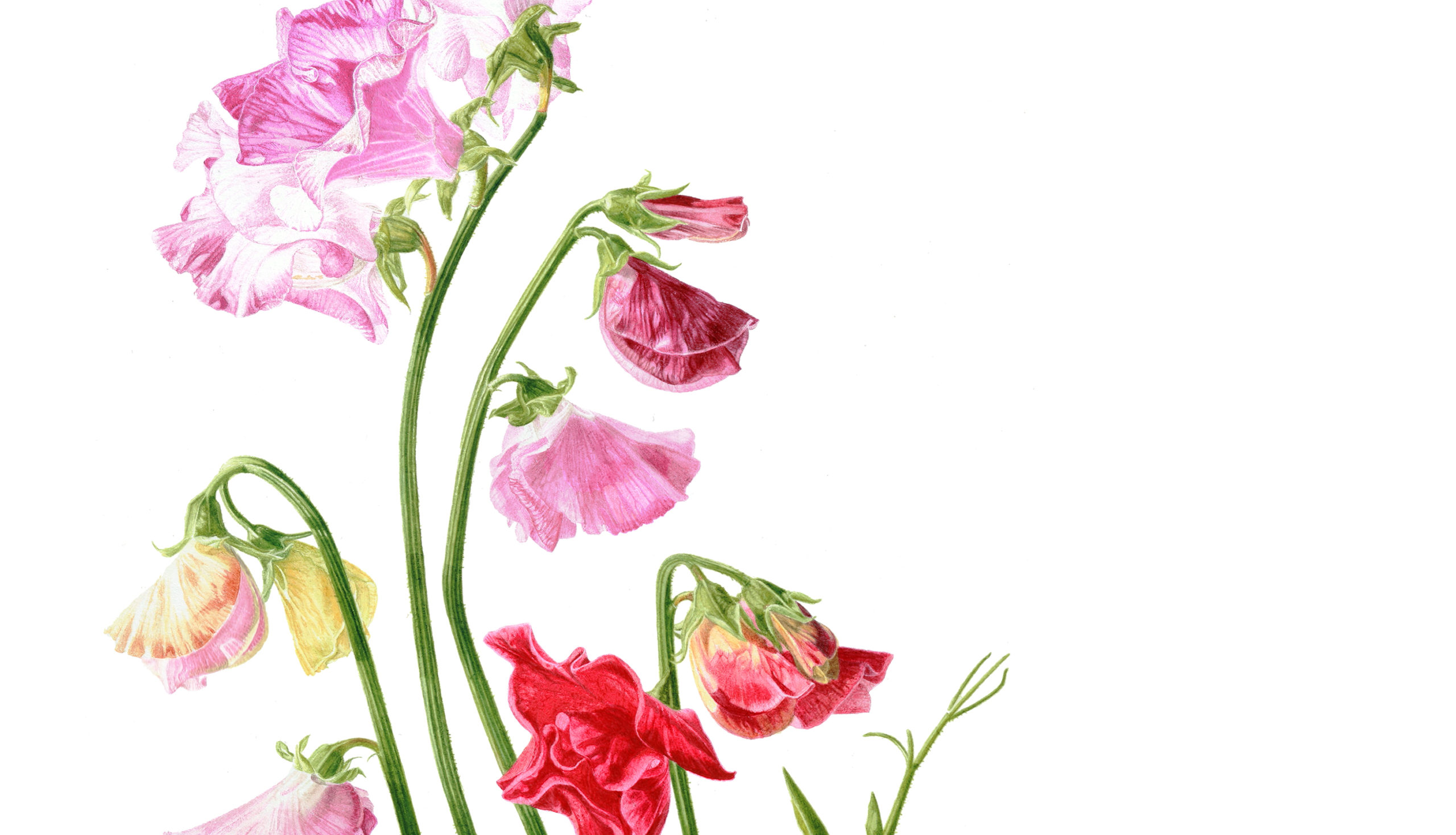 Sweet peas for Margaret - original botanical watercolour painting by Marianne Hazlewood