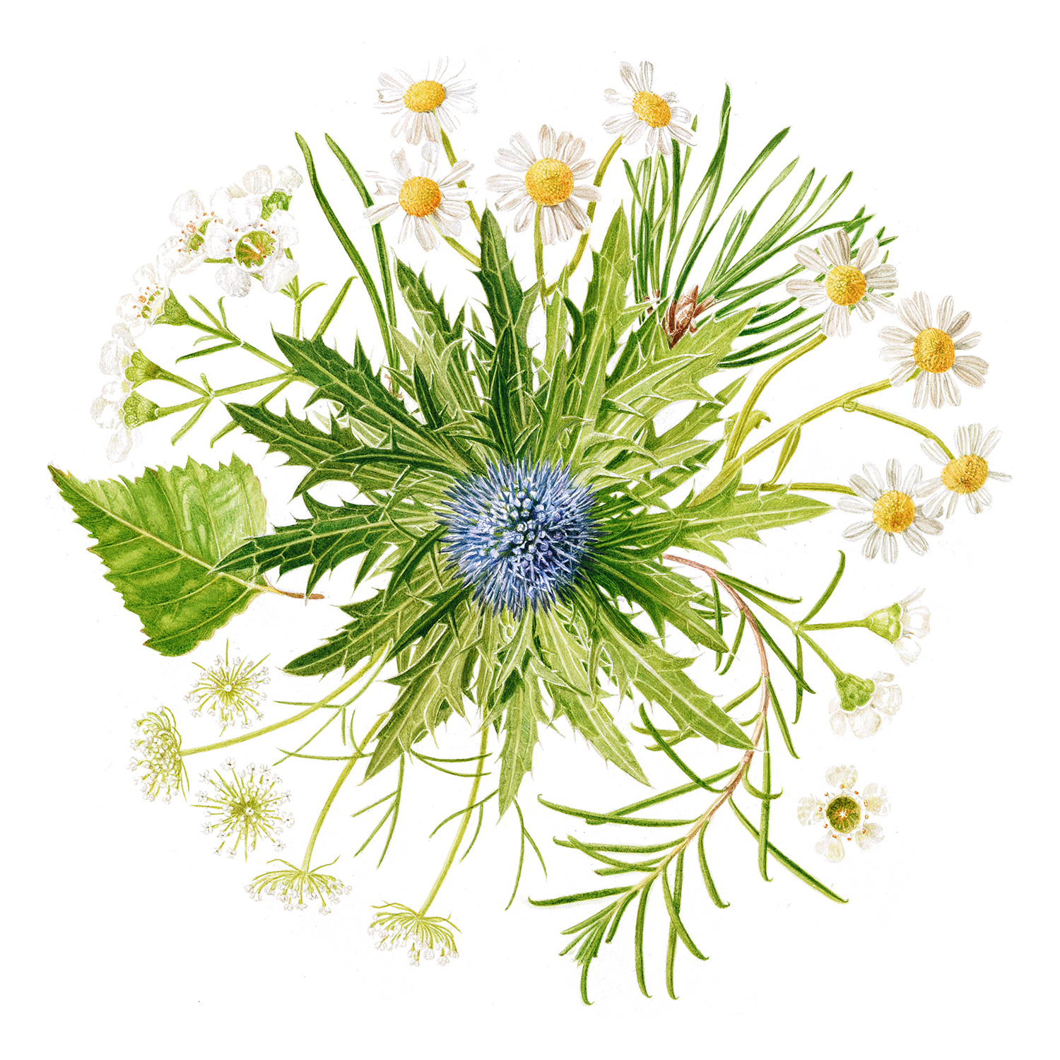 Bouquet - a watercolour painting, a commission based on a bridal bouquet, featuring daisies, wax flower, eryngium, pine, birch and ami by Marianne Hazlewood