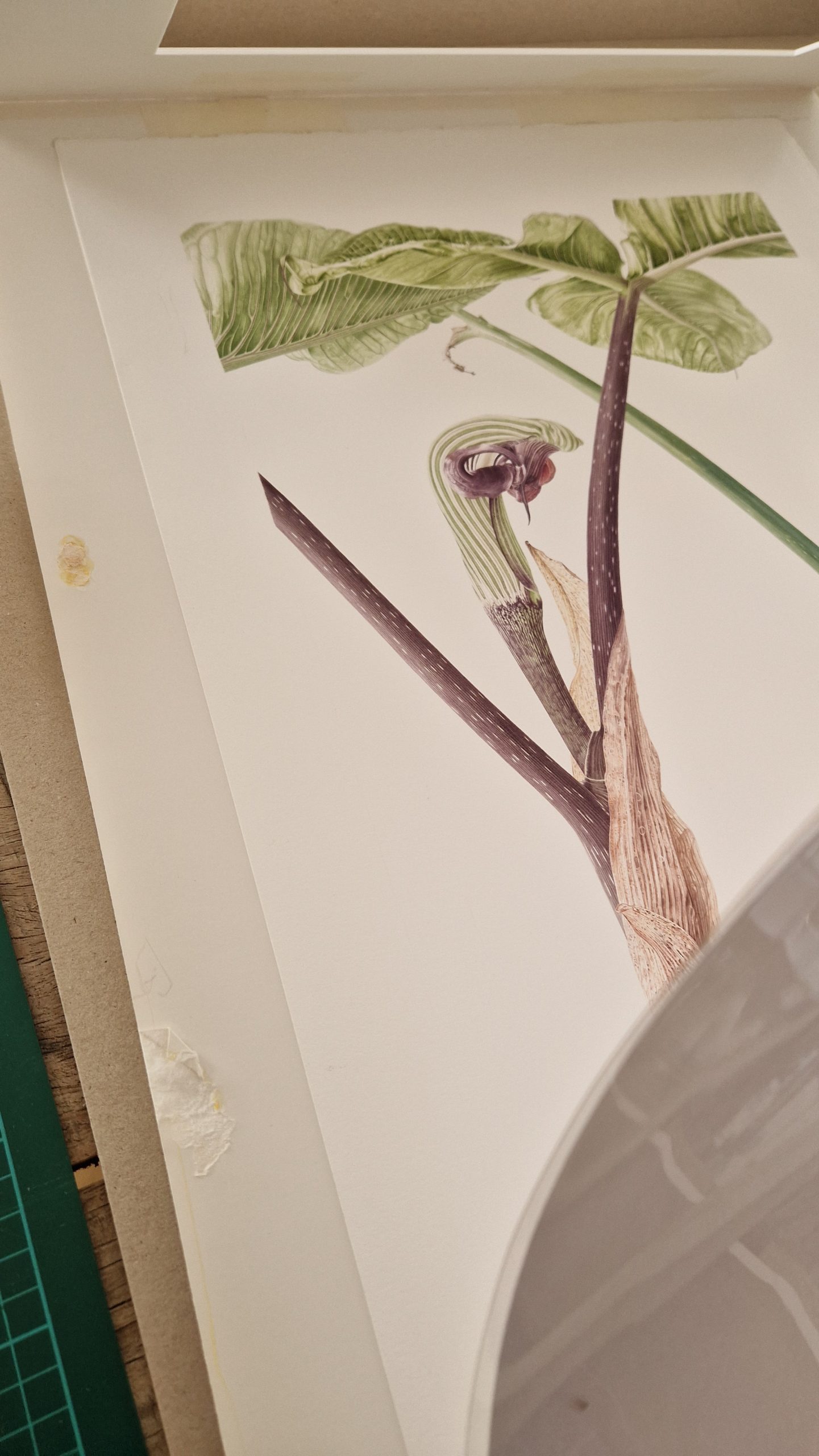 Arisaema ringens - watercolor painting by Marianne Hazlewood removed from its frame, with protective layers of acid free cartridge paper and an acetate sheet