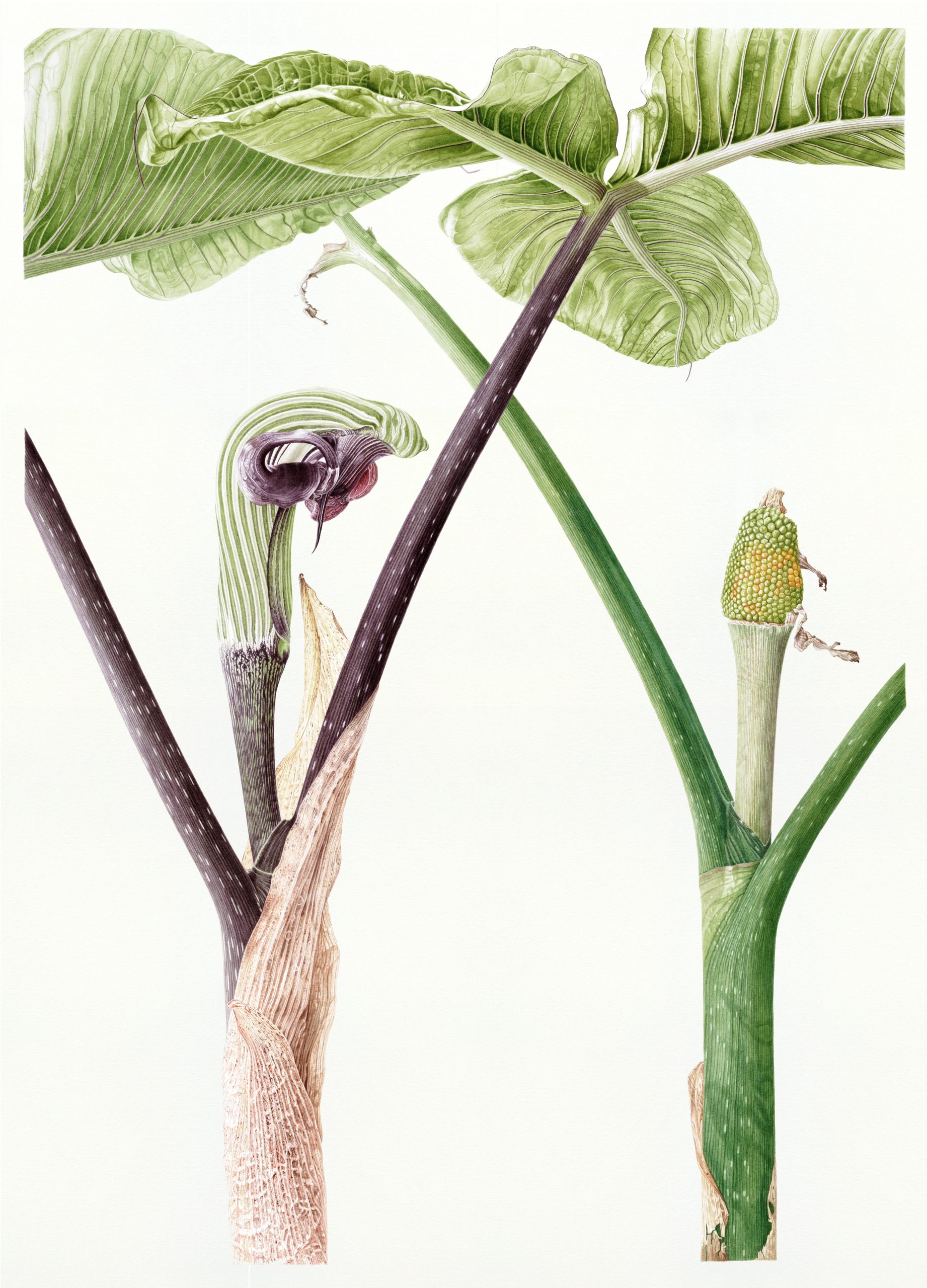 Arisaema ringens - watercolor painting by Marianne Hazlewood being exhibited at the Hunt International Series Exhibition 2024