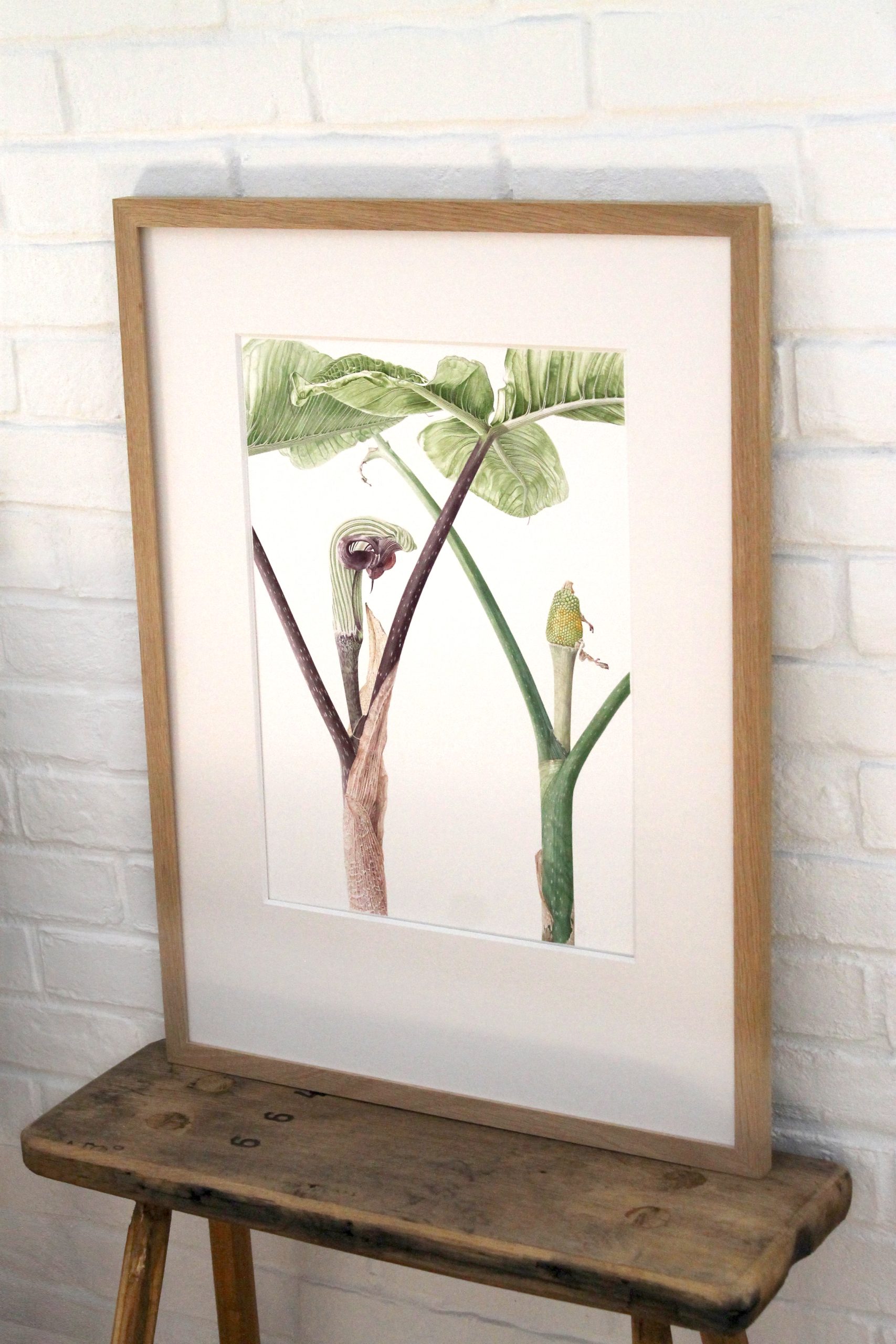 Arisaema ringens - watercolor painting by Marianne Hazlewood framed, sitting on a stool