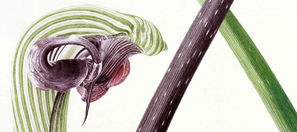 Arisaema ringens - watercolor painting by Marianne Hazlewood being exhibited at the Hunt International Exhibition 2024