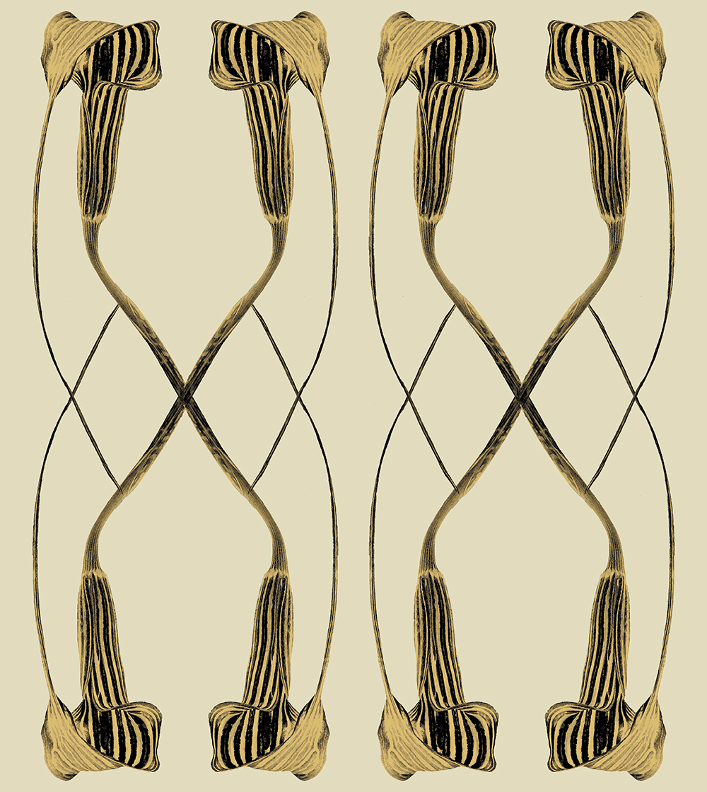 Arisaema cilliatum XX - yellow on creme, fabric design by Marianne Hazlewood