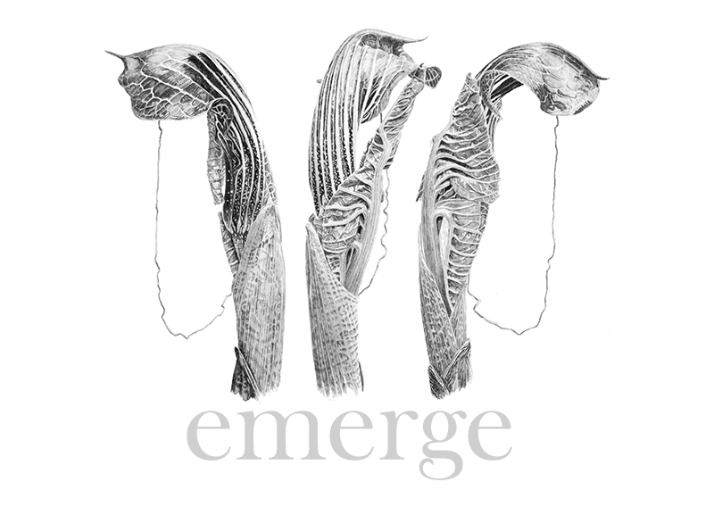 emerge : natural design Arisaema griffithii Triptych - Japanese ink paste on Lambeth cartridge by Marianne Hazlewood