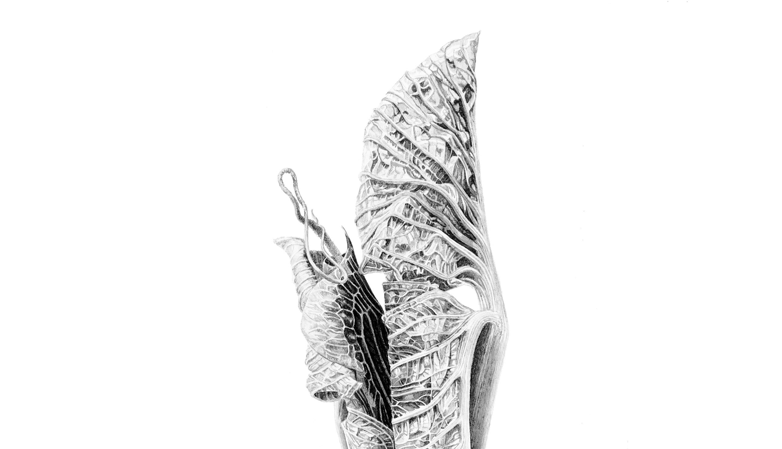A5 - Arisaema griffithii - waking up I - Japanese ink paste on Lambeth cartridge by Marianne Hazlewood