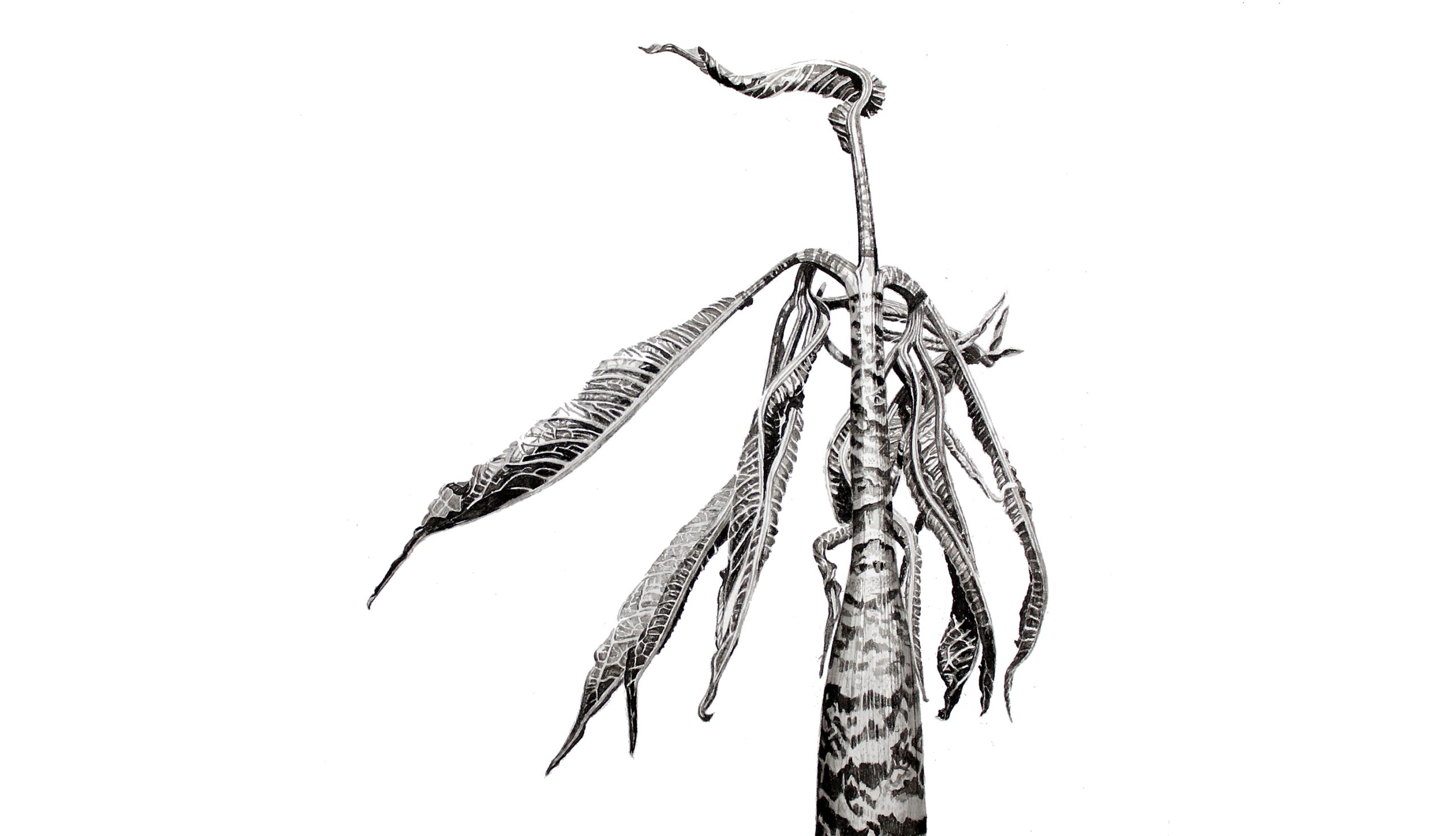 A5 - Arisaema tortuosum, - Fairisle - Japanese ink paste on Lambeth cartridge by Marianne Hazlewood