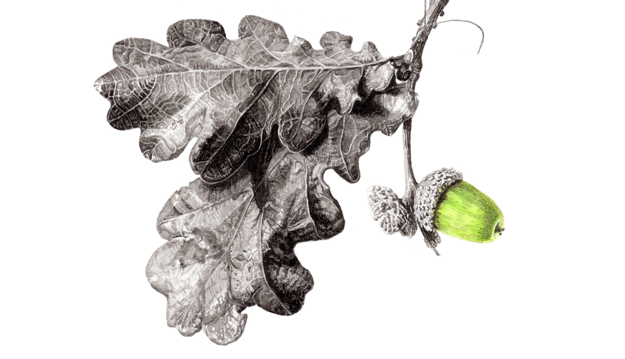 A5 - Quercus Acorns II - Japanese ink paste on Lambeth cartridge by Marianne Hazlewood