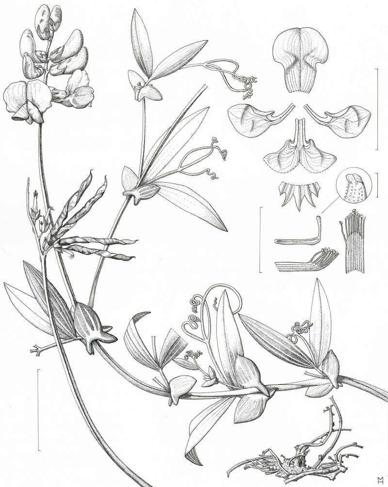 Lathyrus magellanicus pen and ink scientific illustration by Marianne Hazlewood